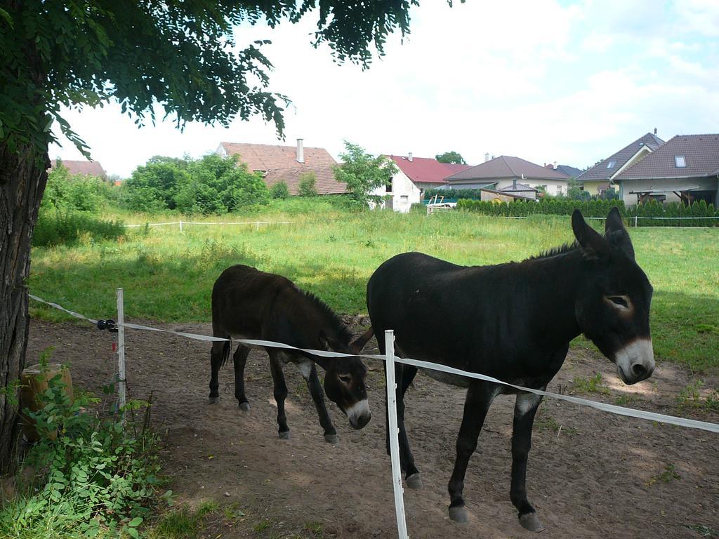 Penzion U Stoly Usilne Exteriör bild